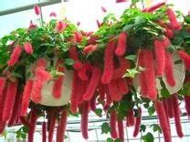 strawberry firetail plant care